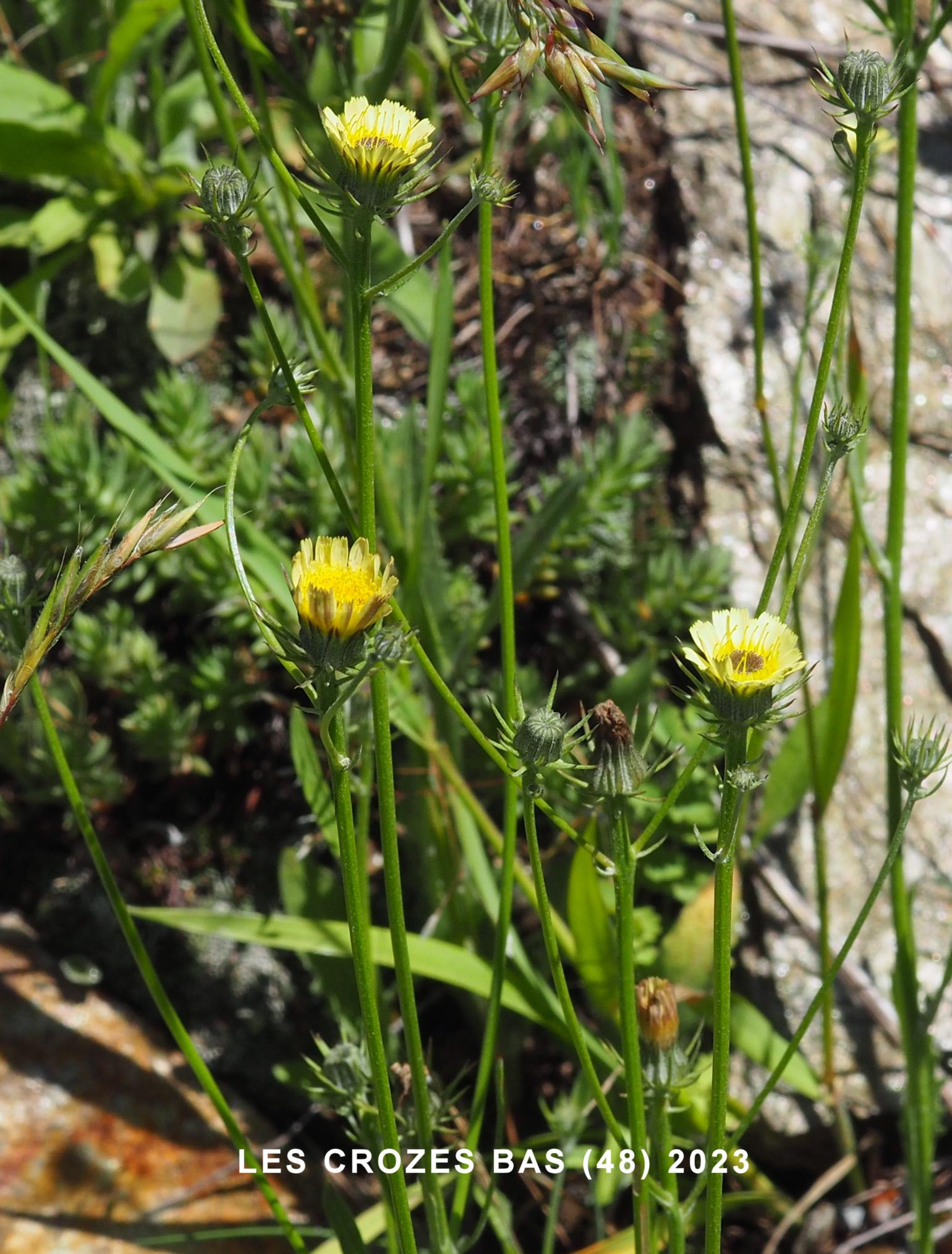 Tolpis, European milkwort